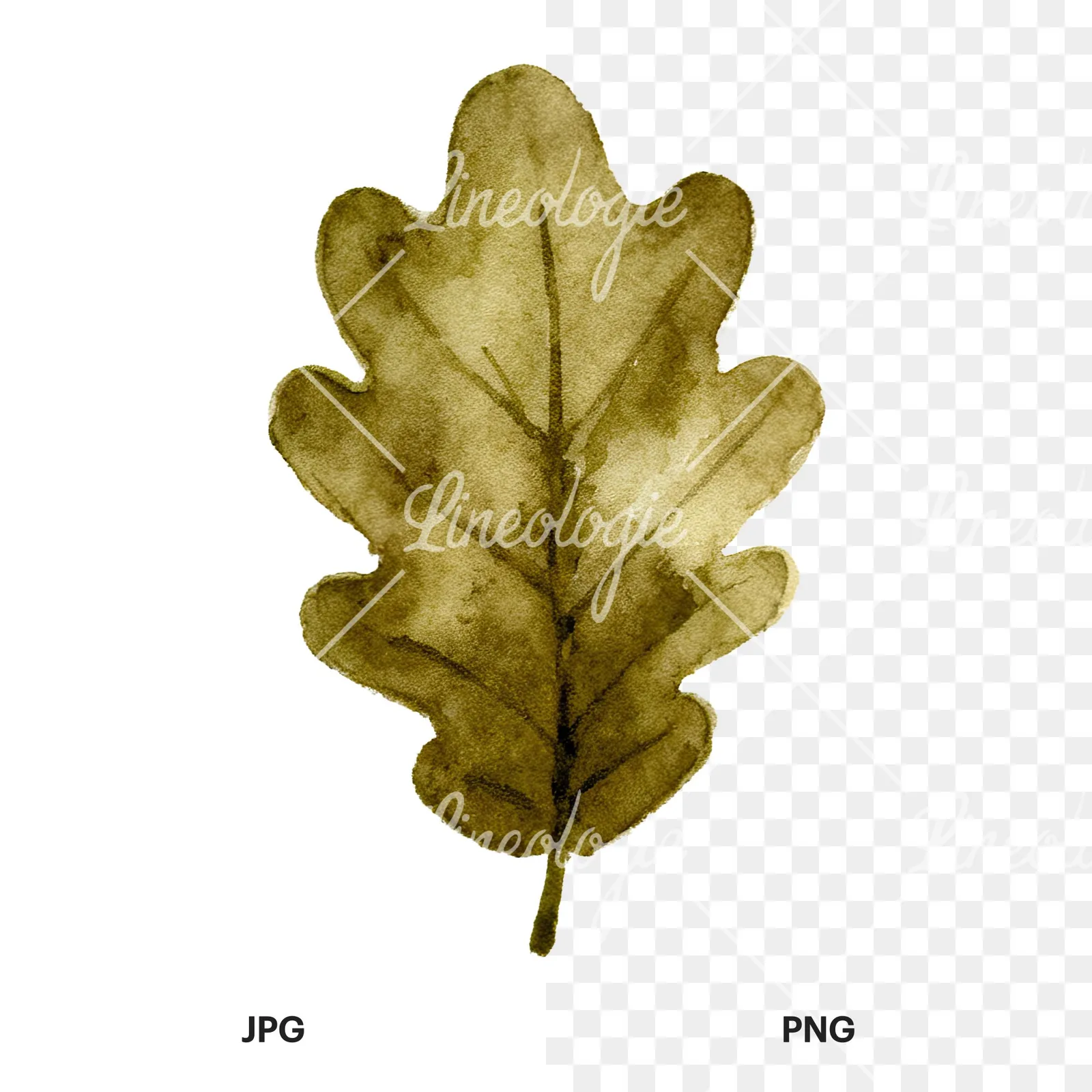 Watercolor brown autumn leaves acorn clipart 8 of 16, as a JPG on white and a transparent PNG