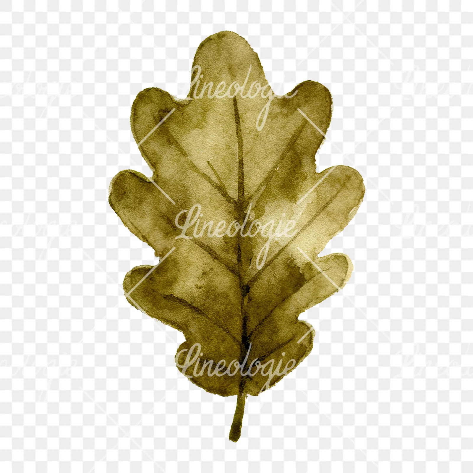 Watercolor brown autumn leaves acorn clipart 8 of 16 on a transparent background (PNG)