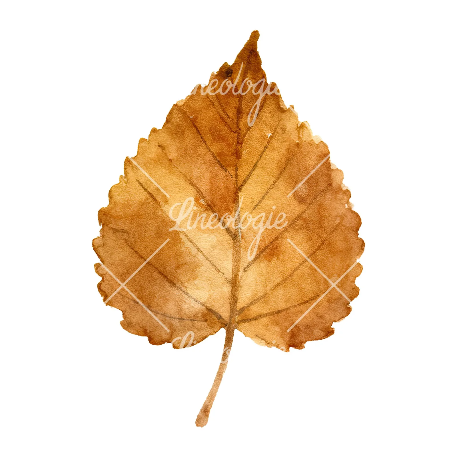 Watercolor brown autumn leaves acorn clipart 9 of 16 on a white background (JPG)