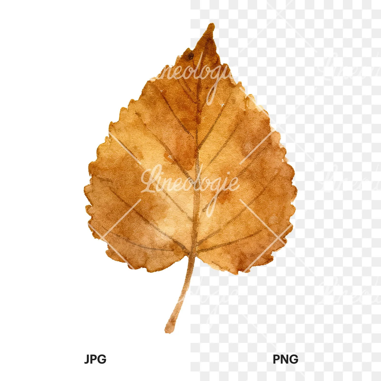 Watercolor brown autumn leaves acorn clipart 9 of 16, as a JPG on white and a transparent PNG