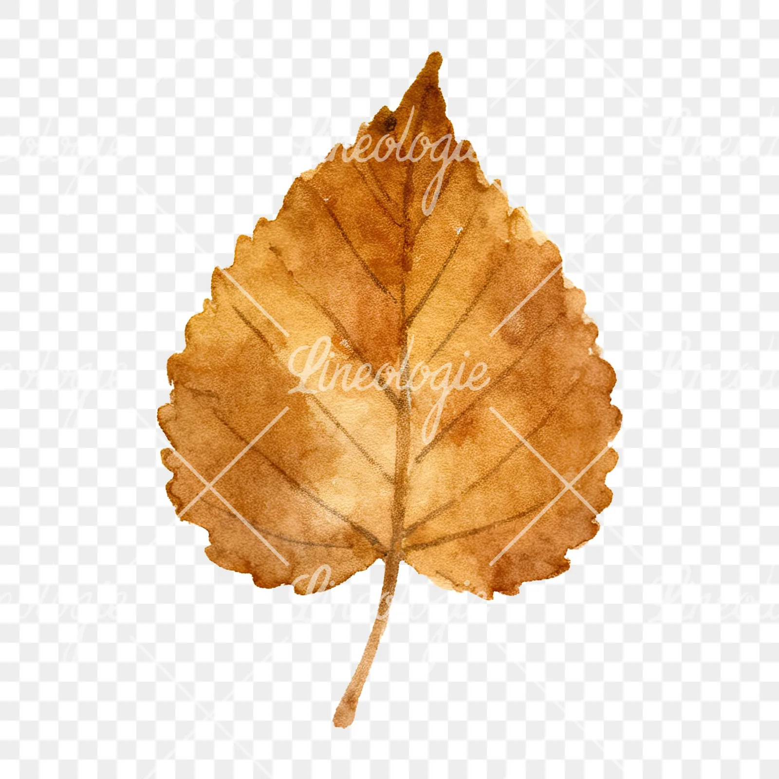 Watercolor brown autumn leaves acorn clipart 9 of 16 on a transparent background (PNG)