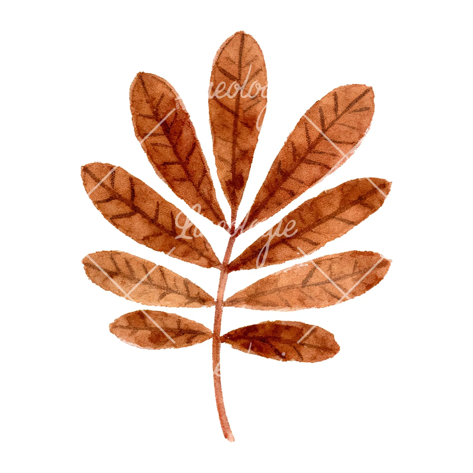 Watercolor brown autumn leaves acorn clipart 10 of 16 on a white background (JPG)