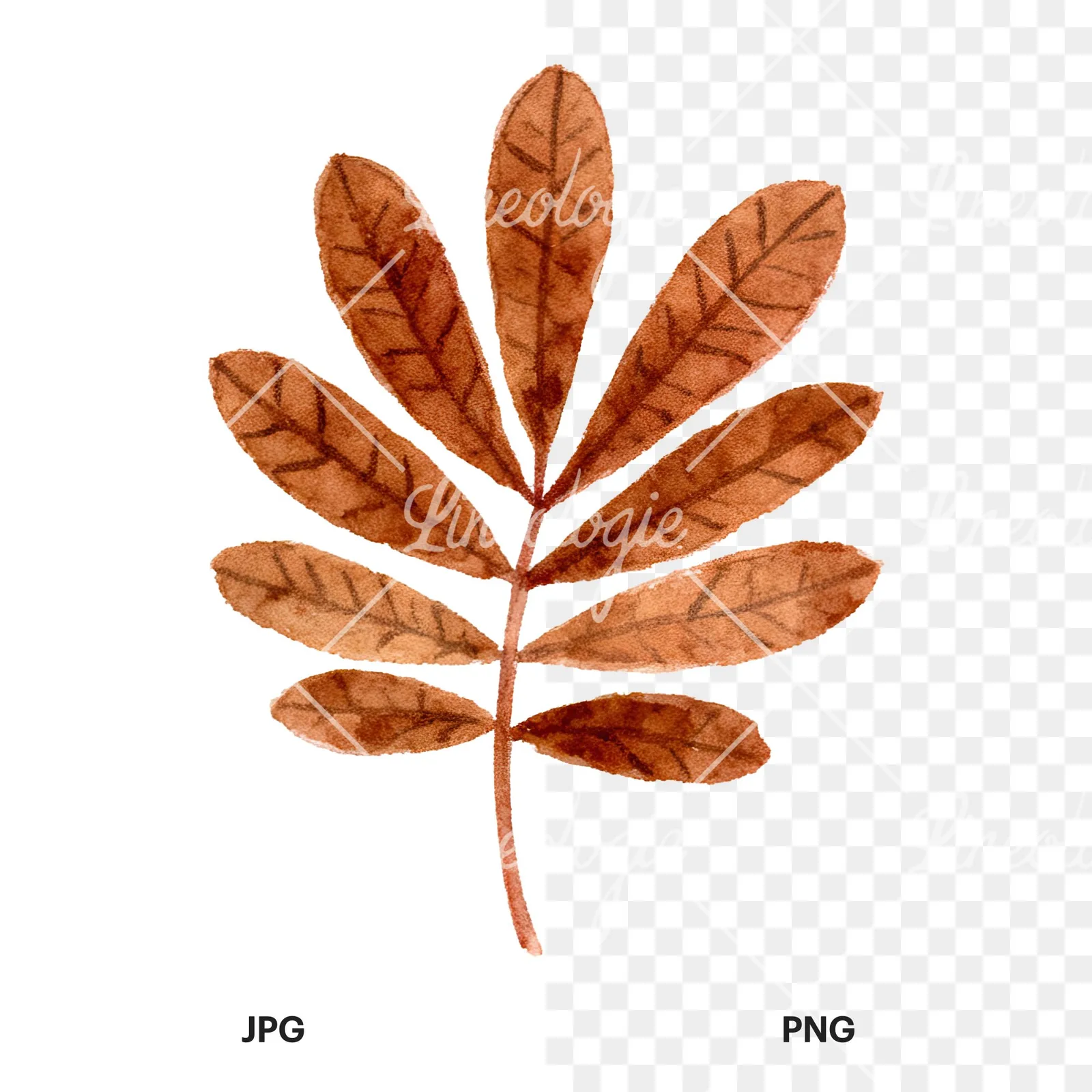 Watercolor brown autumn leaves acorn clipart 10 of 16, as a JPG on white and a transparent PNG