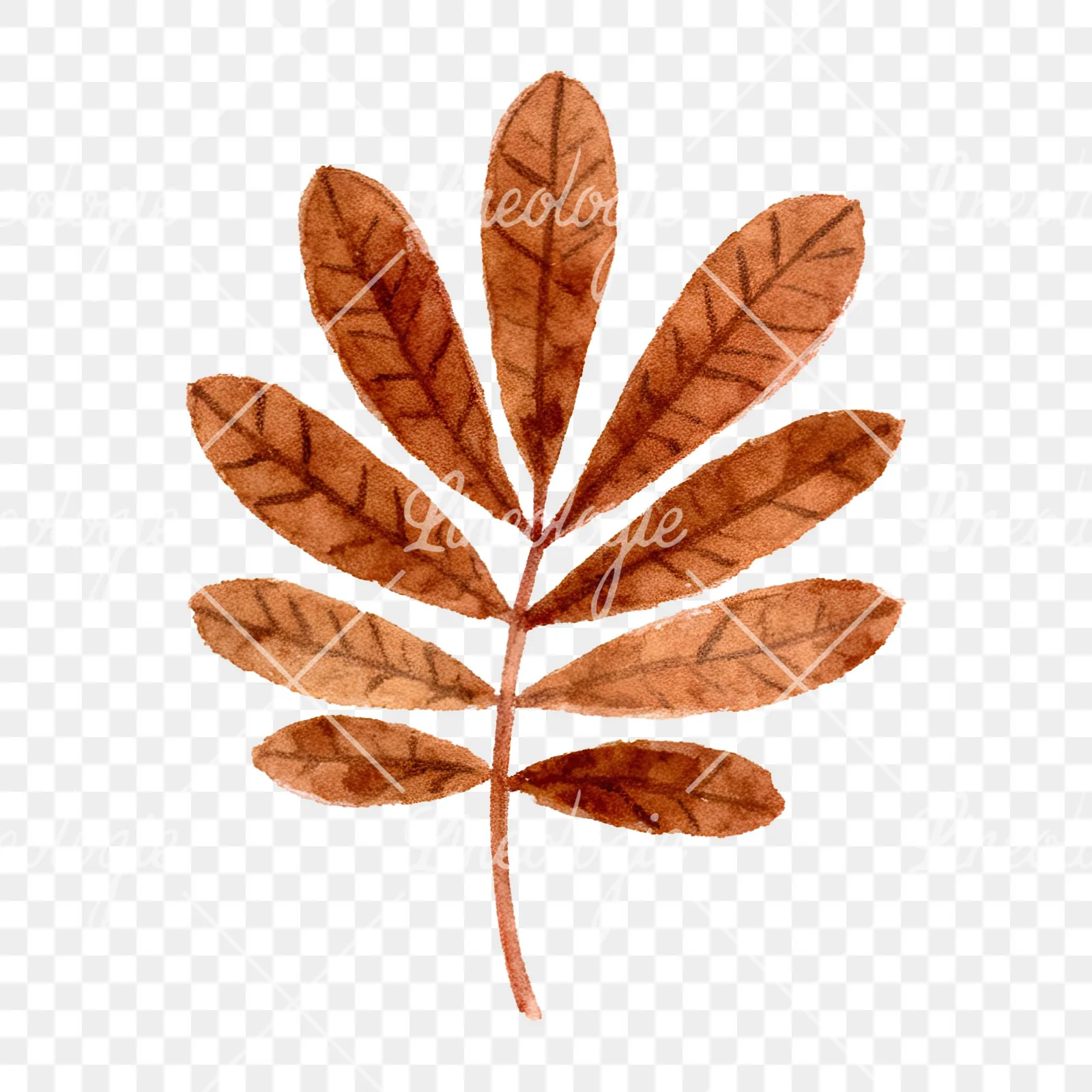Watercolor brown autumn leaves acorn clipart 10 of 16 on a transparent background (PNG)