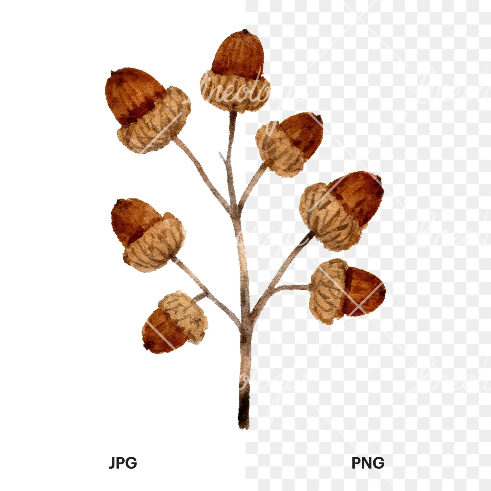 Watercolor brown autumn leaves acorn clipart 11 of 16, as a JPG on white and a transparent PNG