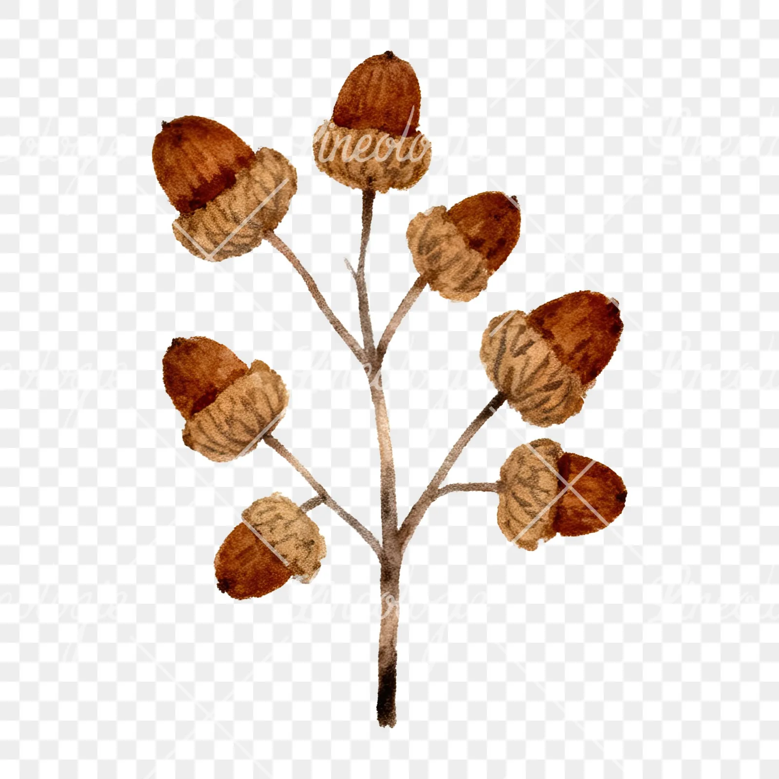 Watercolor brown autumn leaves acorn clipart 11 of 16 on a transparent background (PNG)