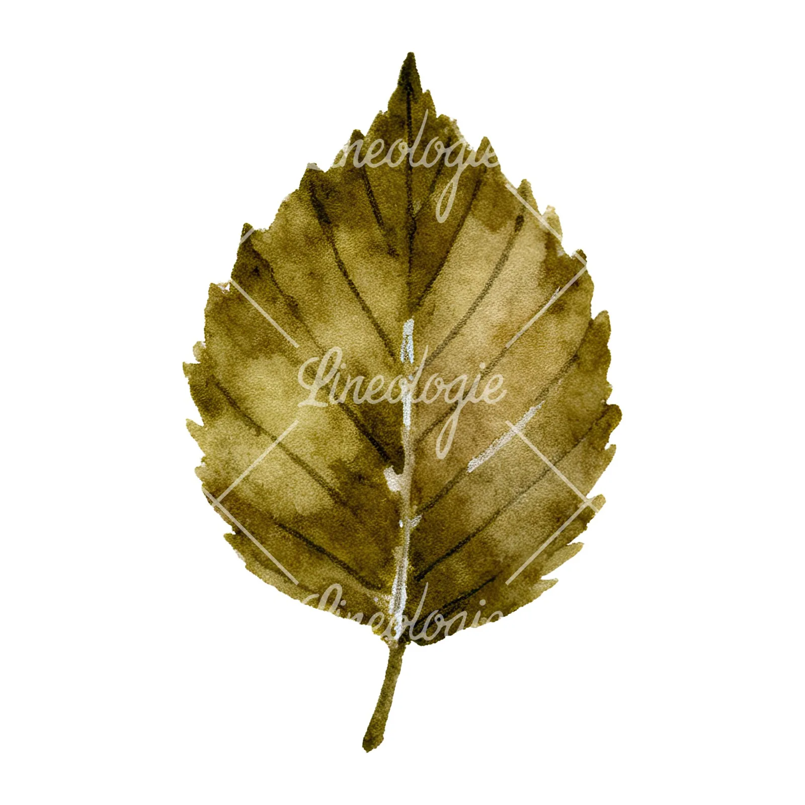 Watercolor brown autumn leaves acorn clipart 12 of 16 on a white background (JPG)