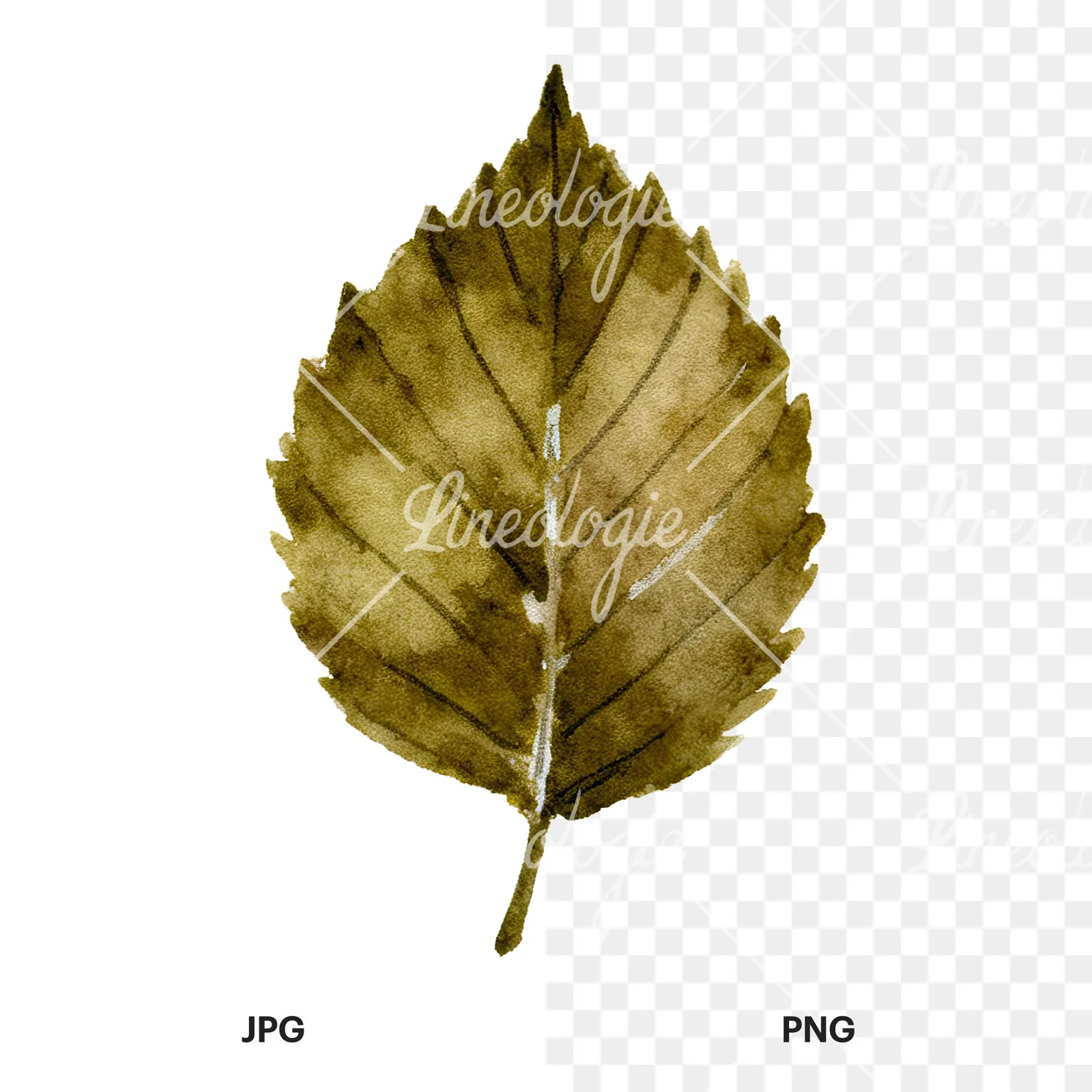Watercolor brown autumn leaves acorn clipart 12 of 16, as a JPG on white and a transparent PNG