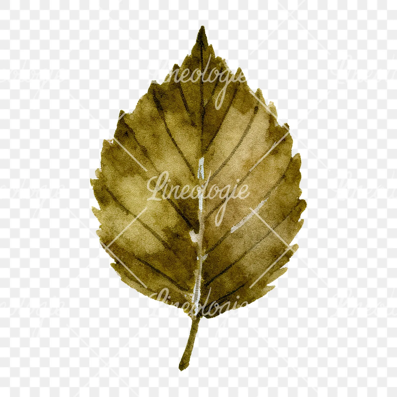 Watercolor brown autumn leaves acorn clipart 12 of 16 on a transparent background (PNG)