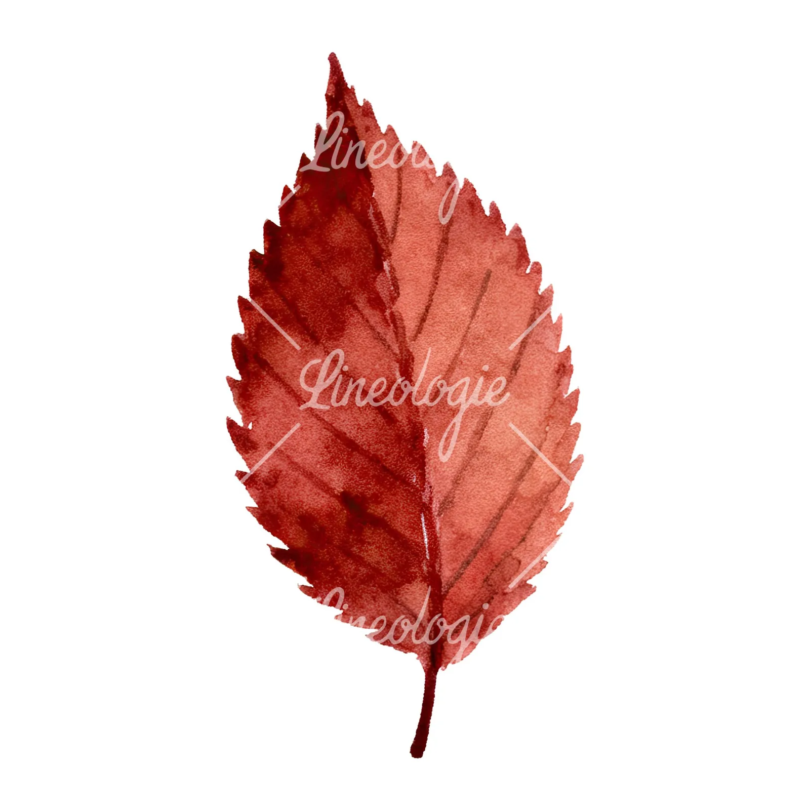 Watercolor brown autumn leaves acorn clipart 13 of 16 on a white background (JPG)
