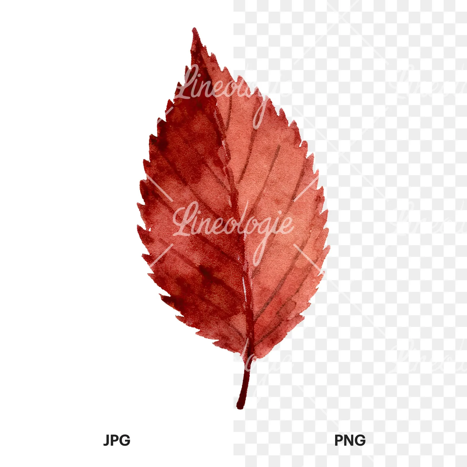 Watercolor brown autumn leaves acorn clipart 13 of 16, as a JPG on white and a transparent PNG