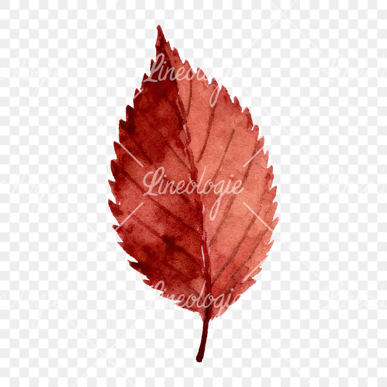 Watercolor brown autumn leaves acorn clipart 13 of 16 on a transparent background (PNG)