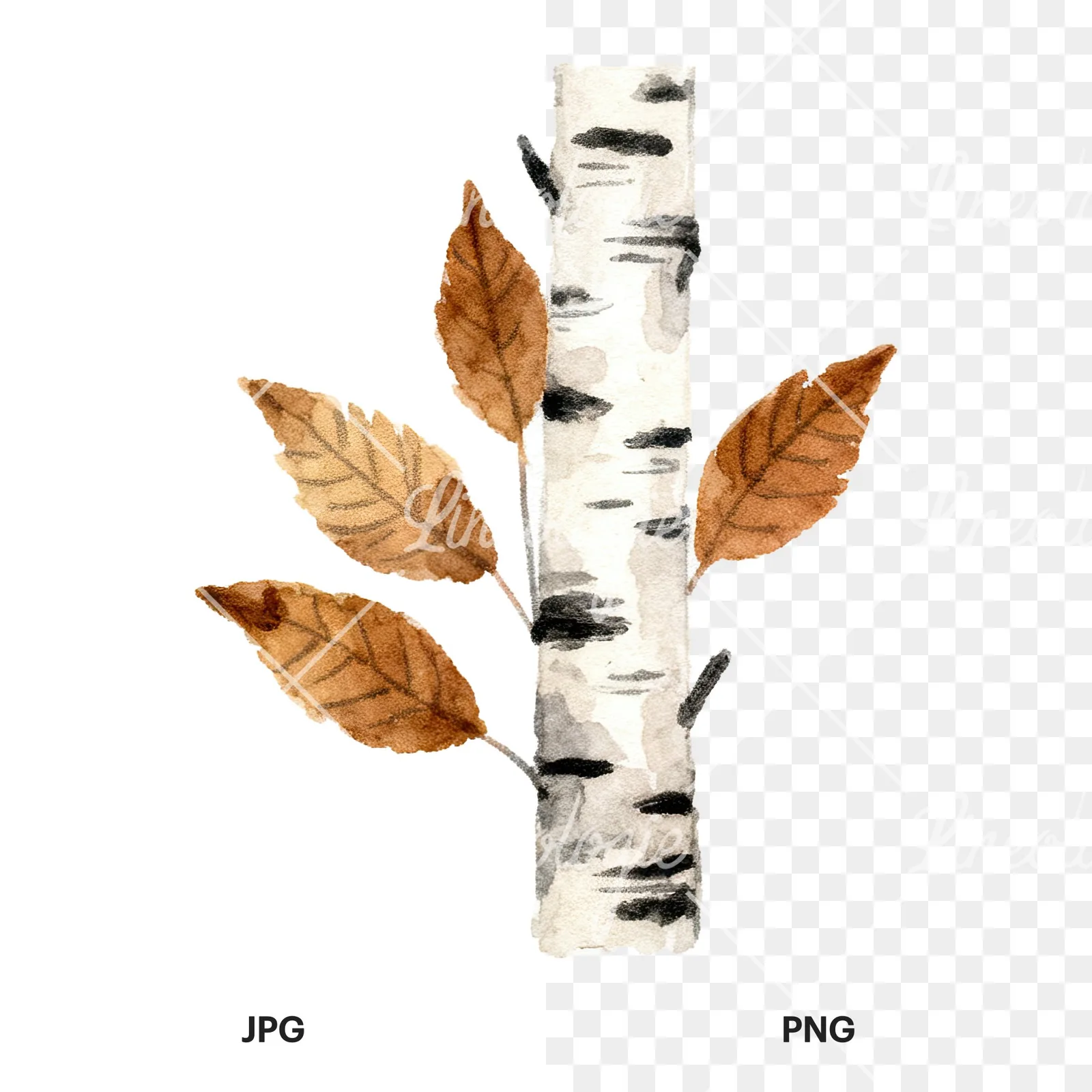 Watercolor brown autumn leaves acorn clipart 14 of 16, as a JPG on white and a transparent PNG
