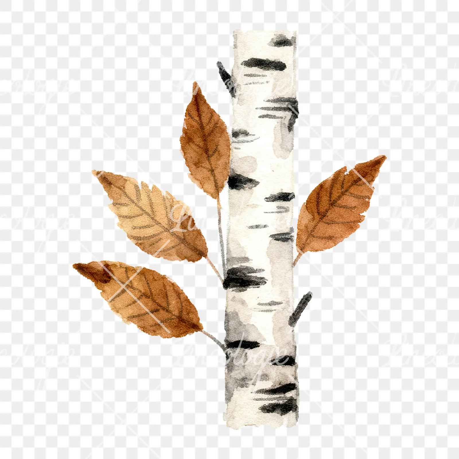 Watercolor brown autumn leaves acorn clipart 14 of 16 on a transparent background (PNG)