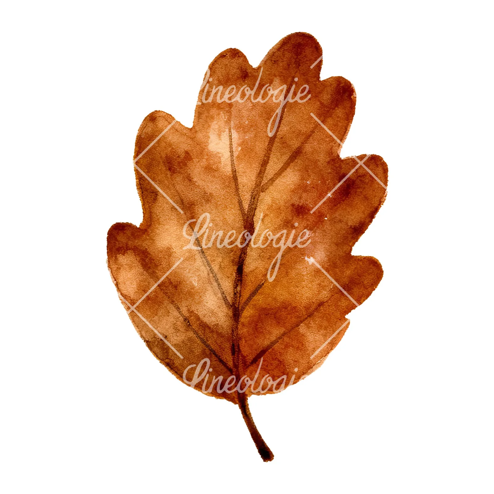 Watercolor brown autumn leaves acorn clipart 15 of 16 on a white background (JPG)
