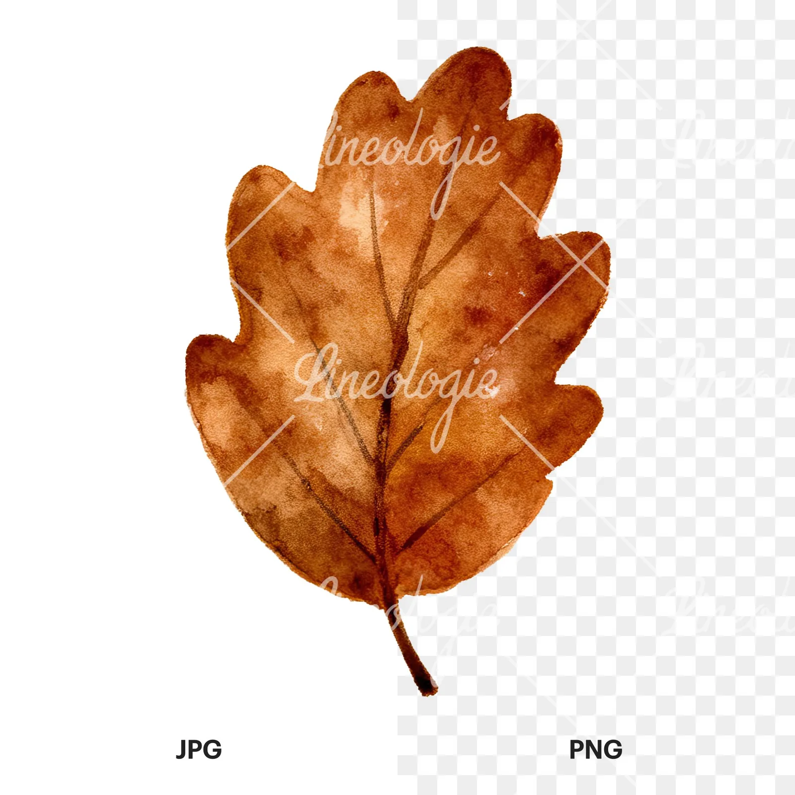 Watercolor brown autumn leaves acorn clipart 15 of 16, as a JPG on white and a transparent PNG