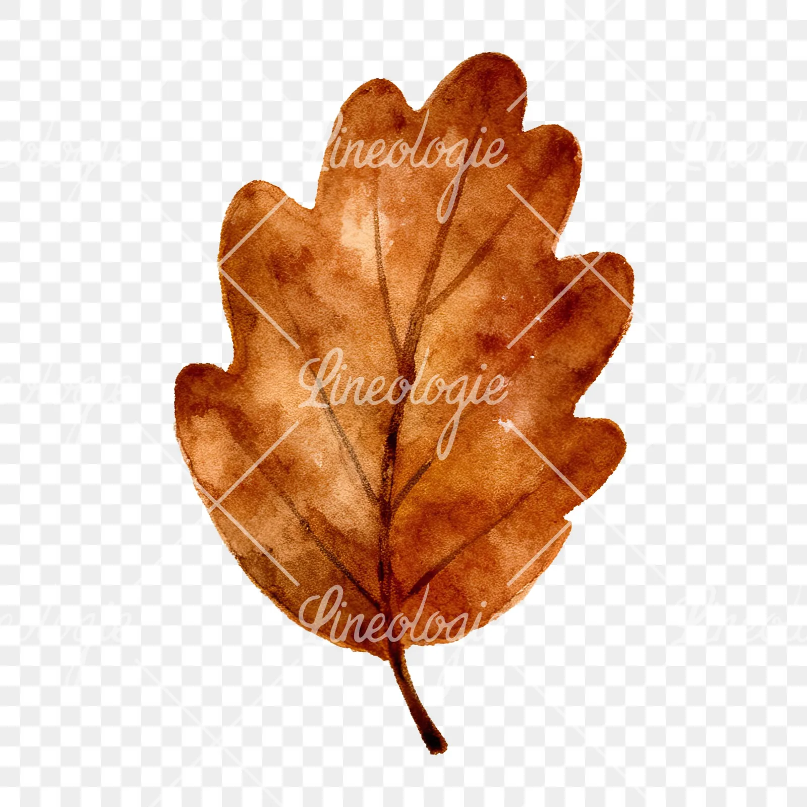 Watercolor brown autumn leaves acorn clipart 15 of 16 on a transparent background (PNG)