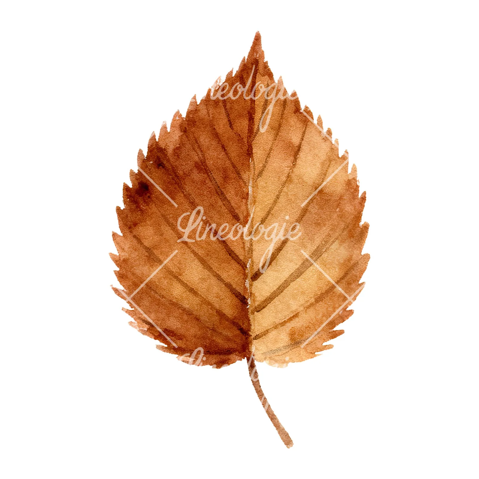Watercolor brown autumn leaves acorn clipart 16 of 16 on a white background (JPG)