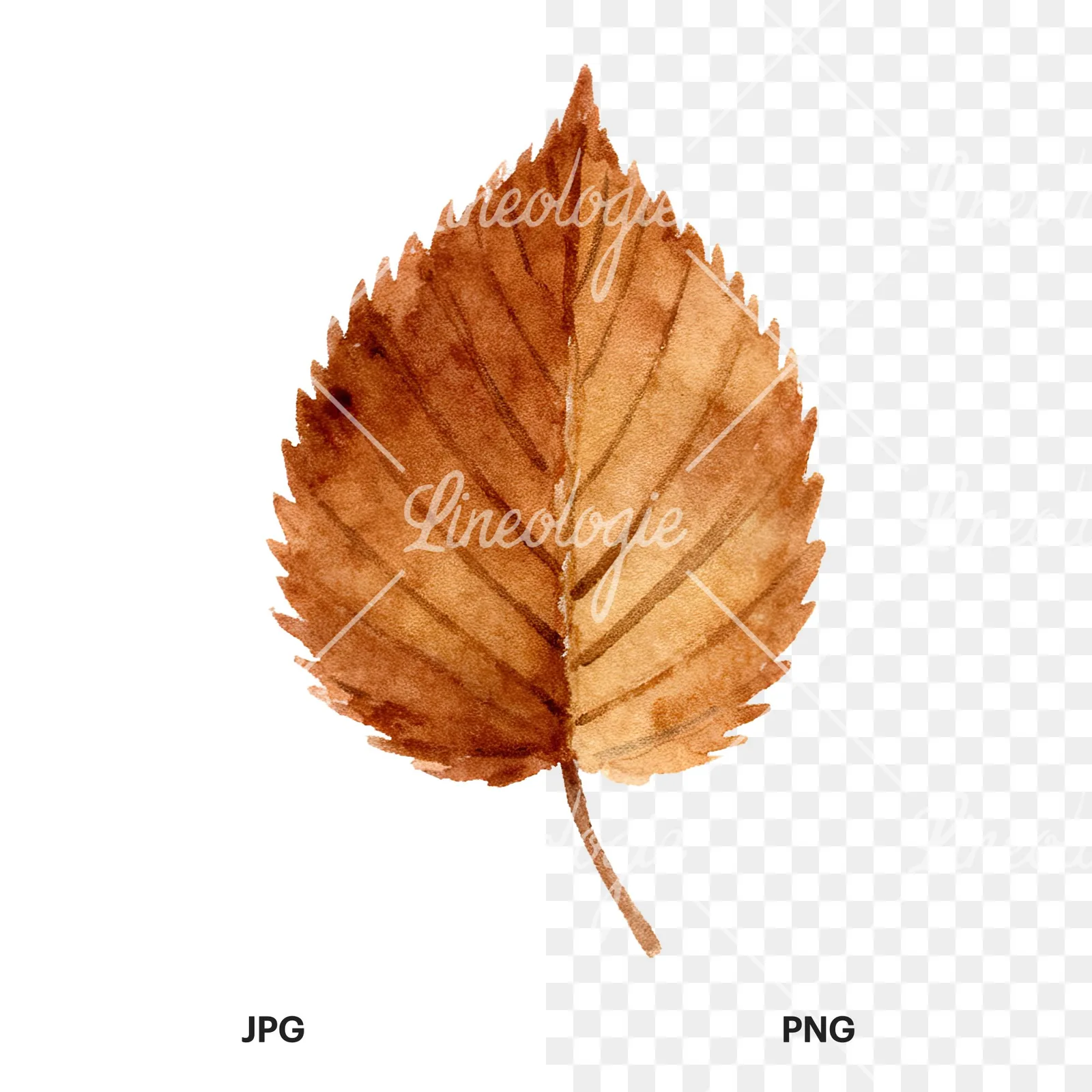 Watercolor brown autumn leaves acorn clipart 16 of 16, as a JPG on white and a transparent PNG