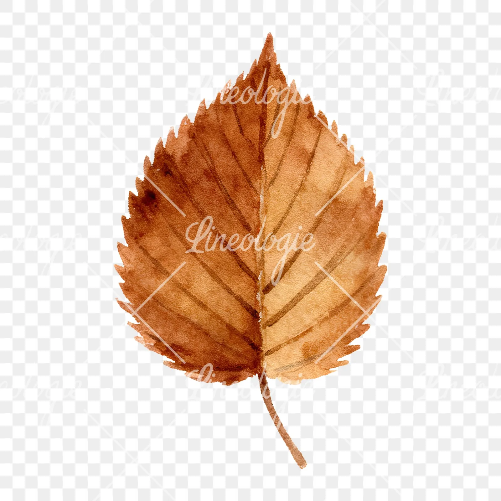 Watercolor brown autumn leaves acorn clipart 16 of 16 on a transparent background (PNG)
