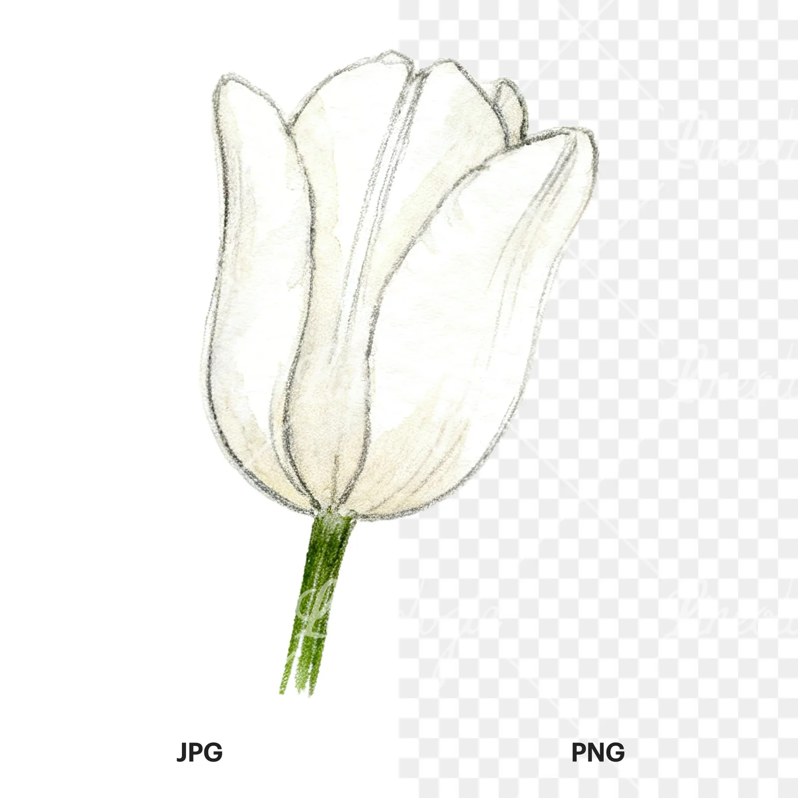 Watercolor multicolor single tulip clipart 2 of 16, as a JPG on white and a transparent PNG