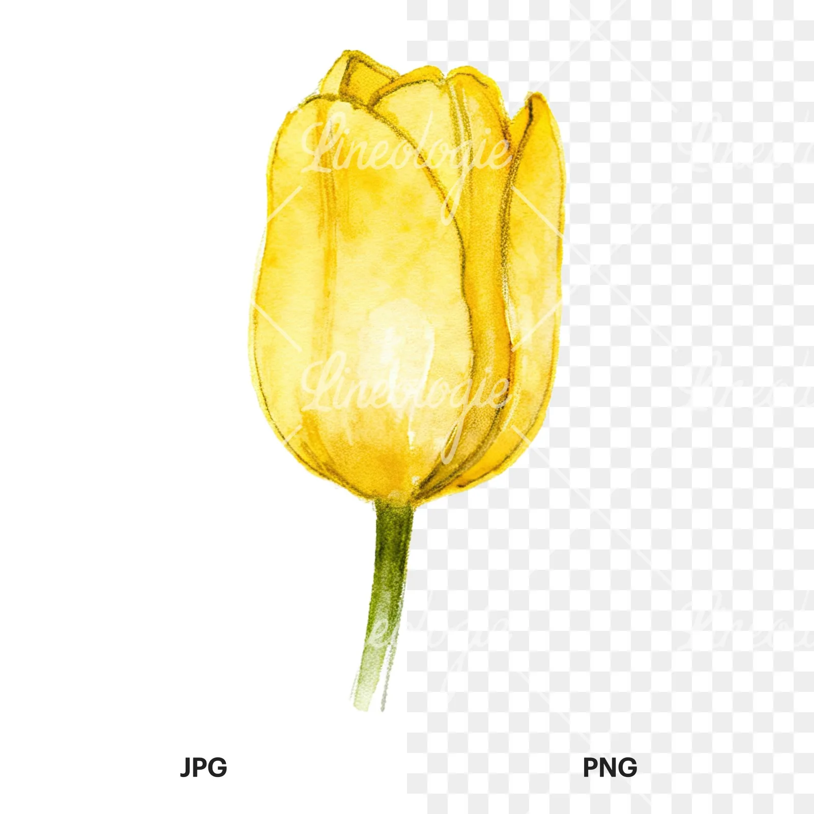 Watercolor multicolor single tulip clipart 3 of 16, as a JPG on white and a transparent PNG