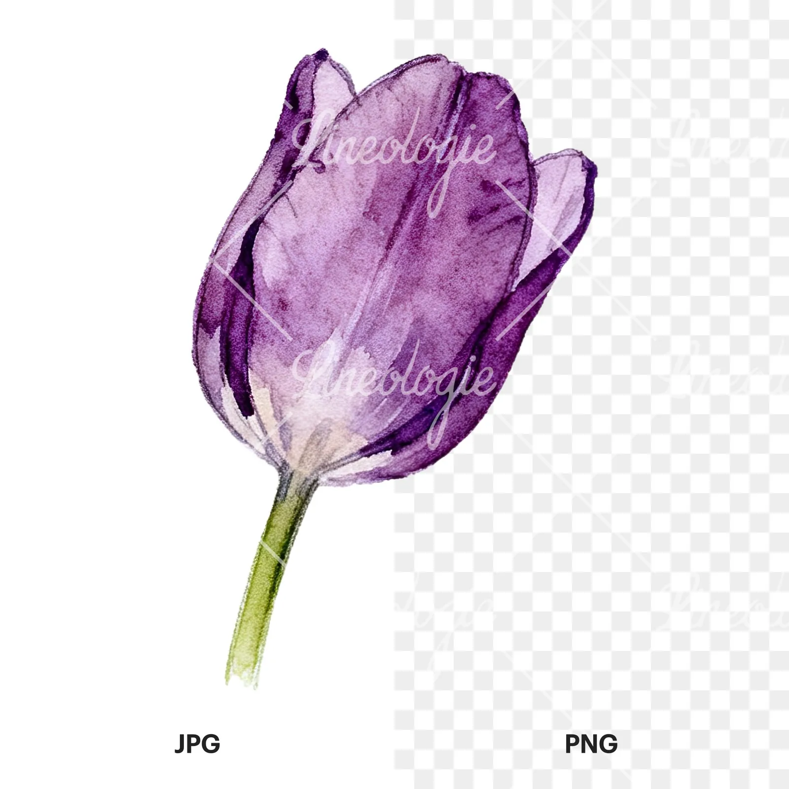 Watercolor multicolor single tulip clipart 5 of 16, as a JPG on white and a transparent PNG