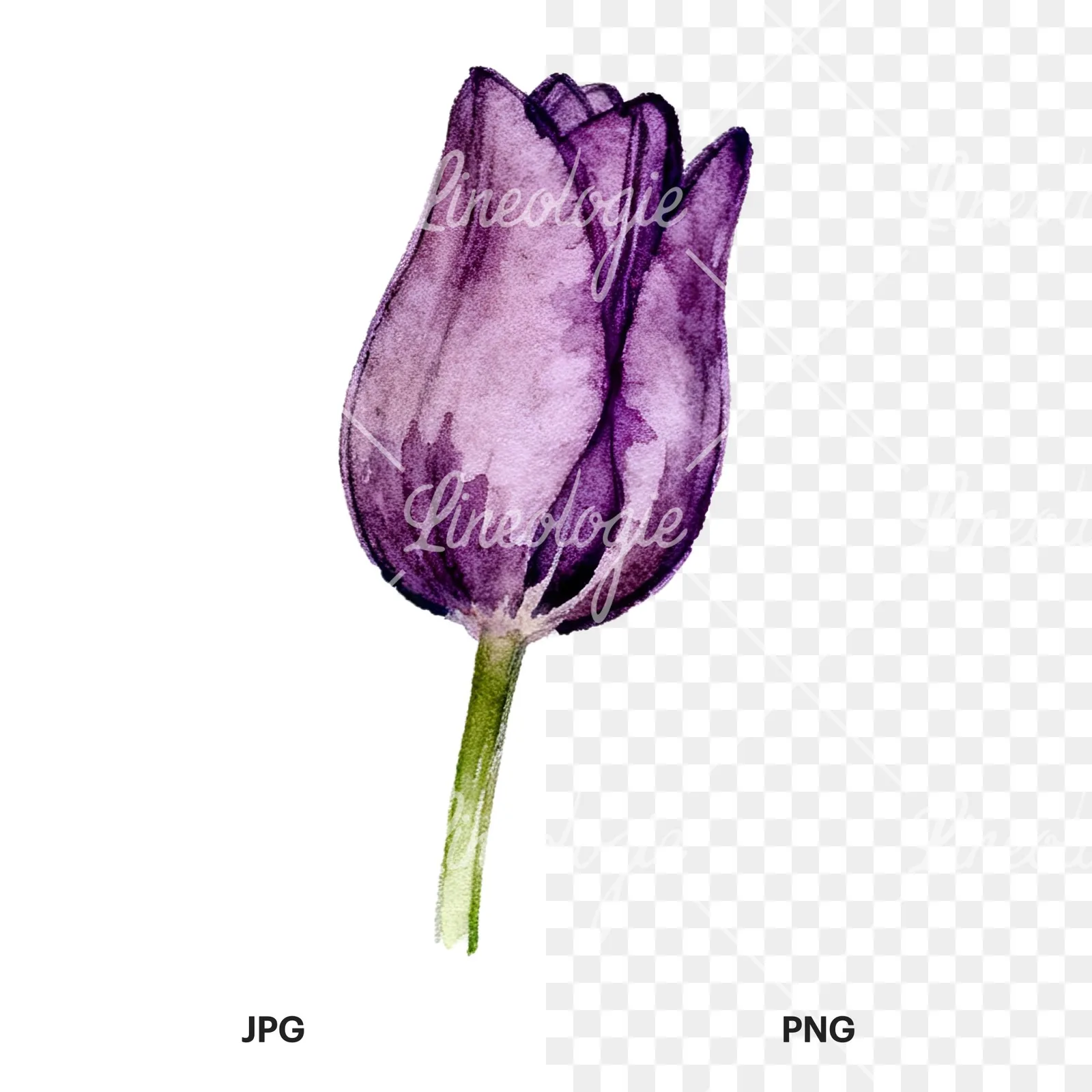 Watercolor multicolor single tulip clipart 7 of 16, as a JPG on white and a transparent PNG