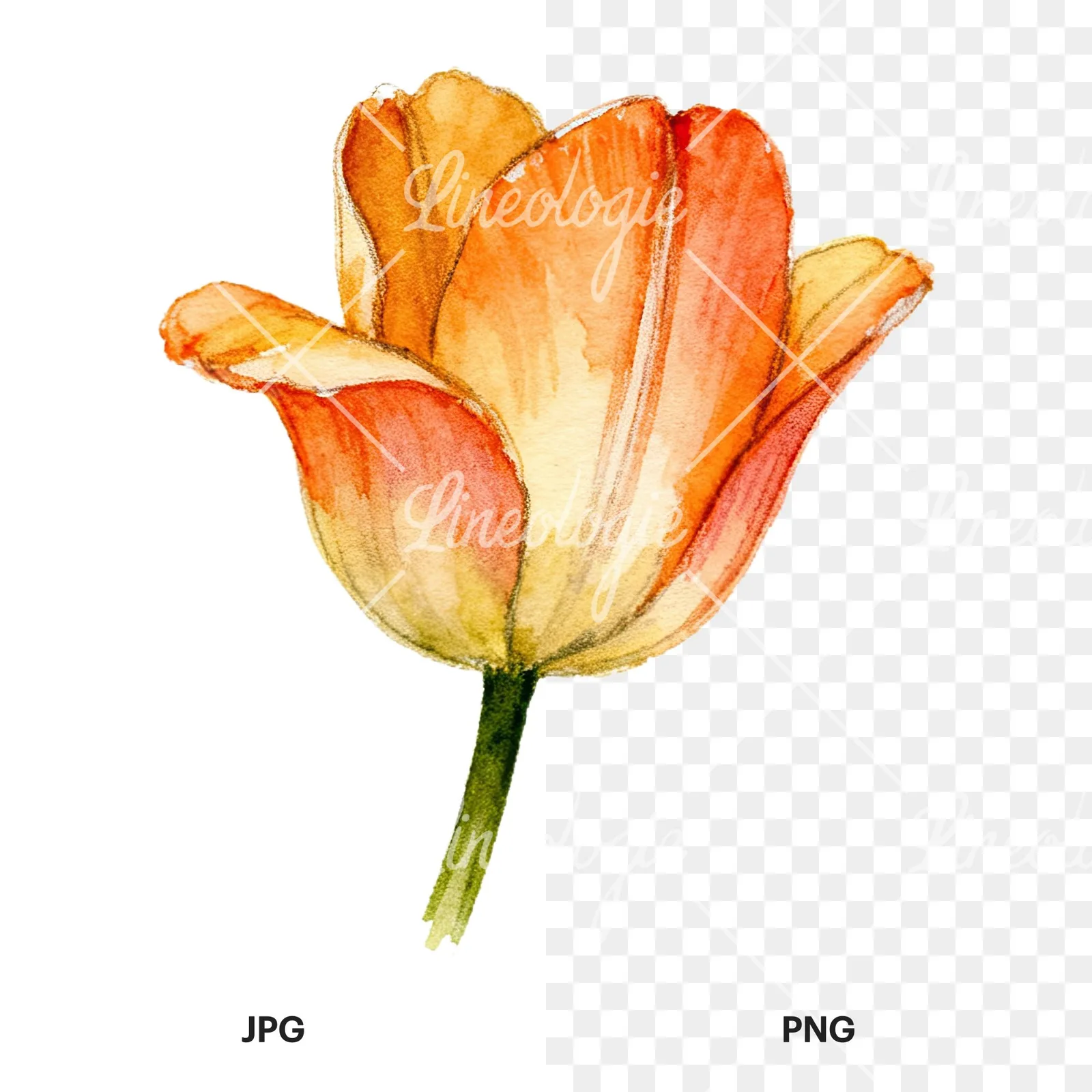 Watercolor multicolor single tulip clipart 9 of 16, as a JPG on white and a transparent PNG
