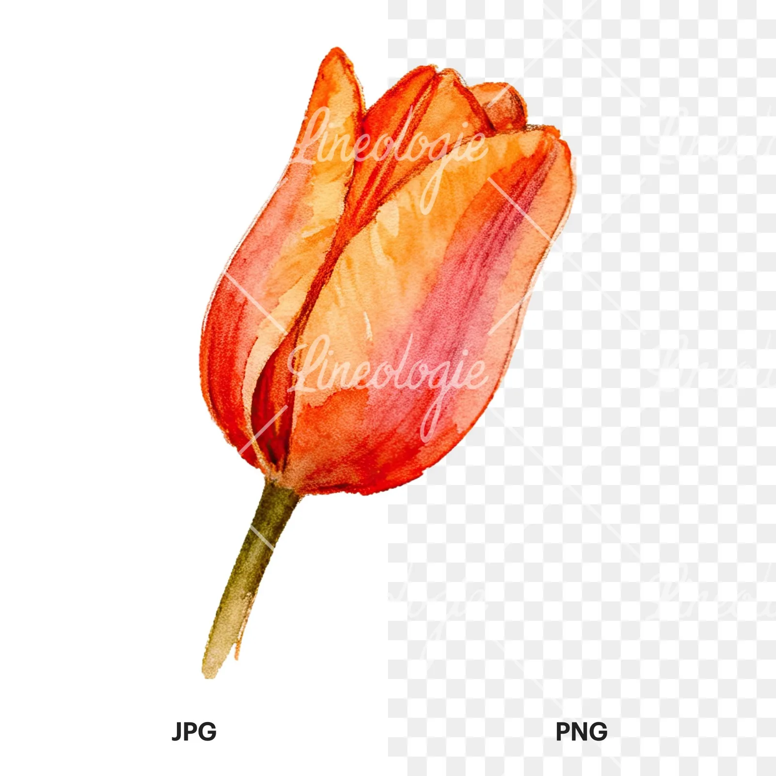 Watercolor multicolor single tulip clipart 10 of 16, as a JPG on white and a transparent PNG