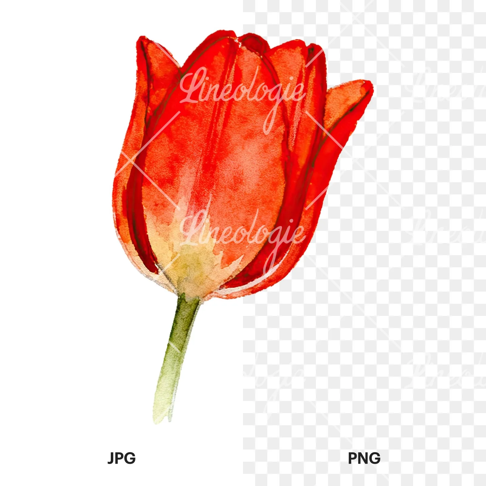 Watercolor multicolor single tulip clipart 11 of 16, as a JPG on white and a transparent PNG