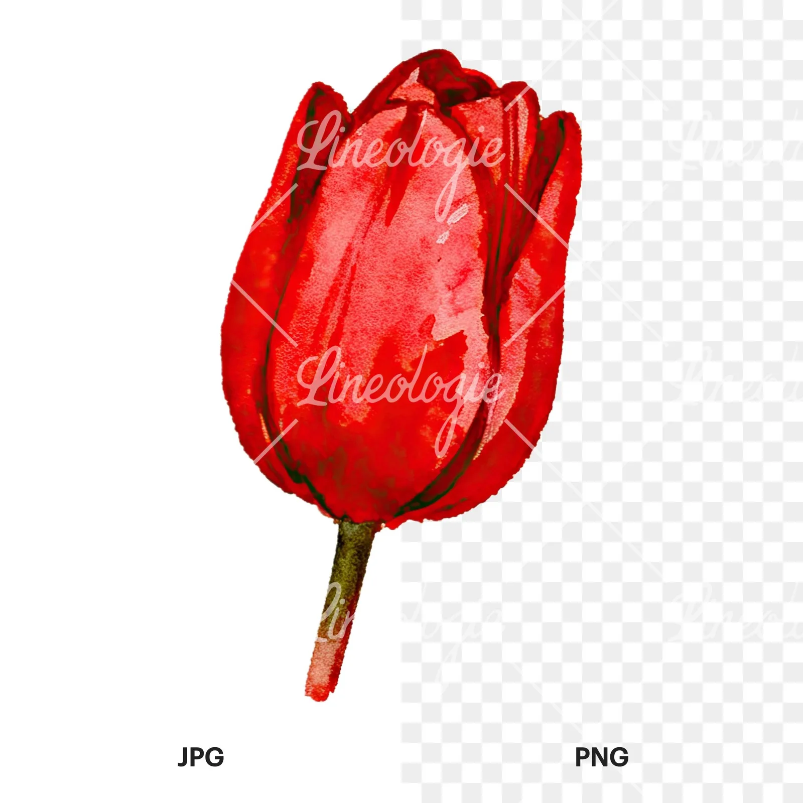 Watercolor multicolor single tulip clipart 12 of 16, as a JPG on white and a transparent PNG