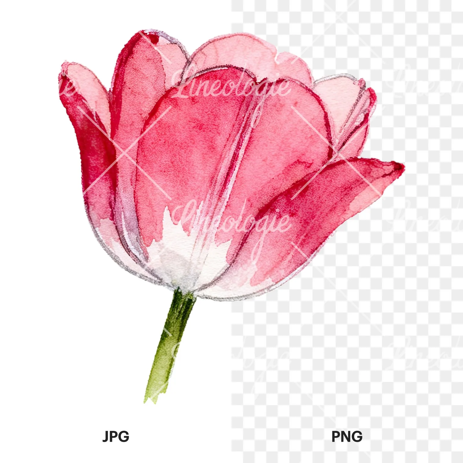 Watercolor multicolor single tulip clipart 13 of 16, as a JPG on white and a transparent PNG