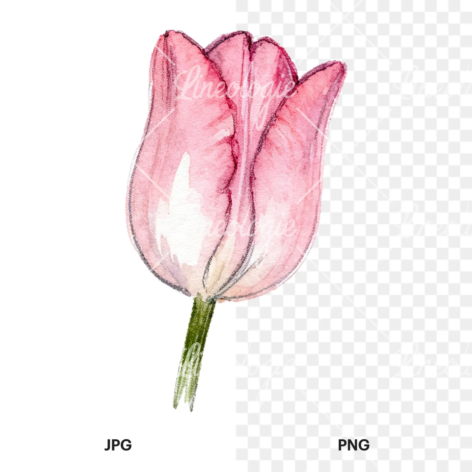 Watercolor multicolor single tulip clipart 14 of 16, as a JPG on white and a transparent PNG