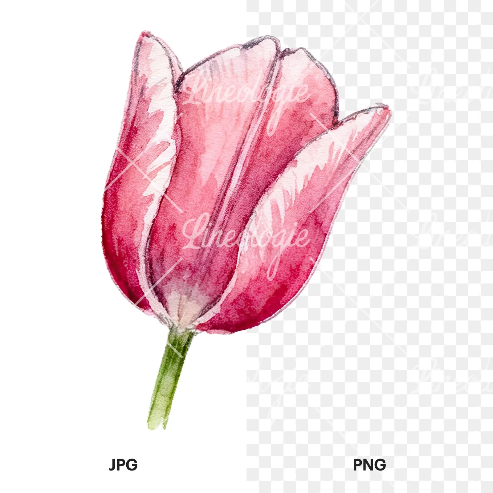 Watercolor multicolor single tulip clipart 15 of 16, as a JPG on white and a transparent PNG
