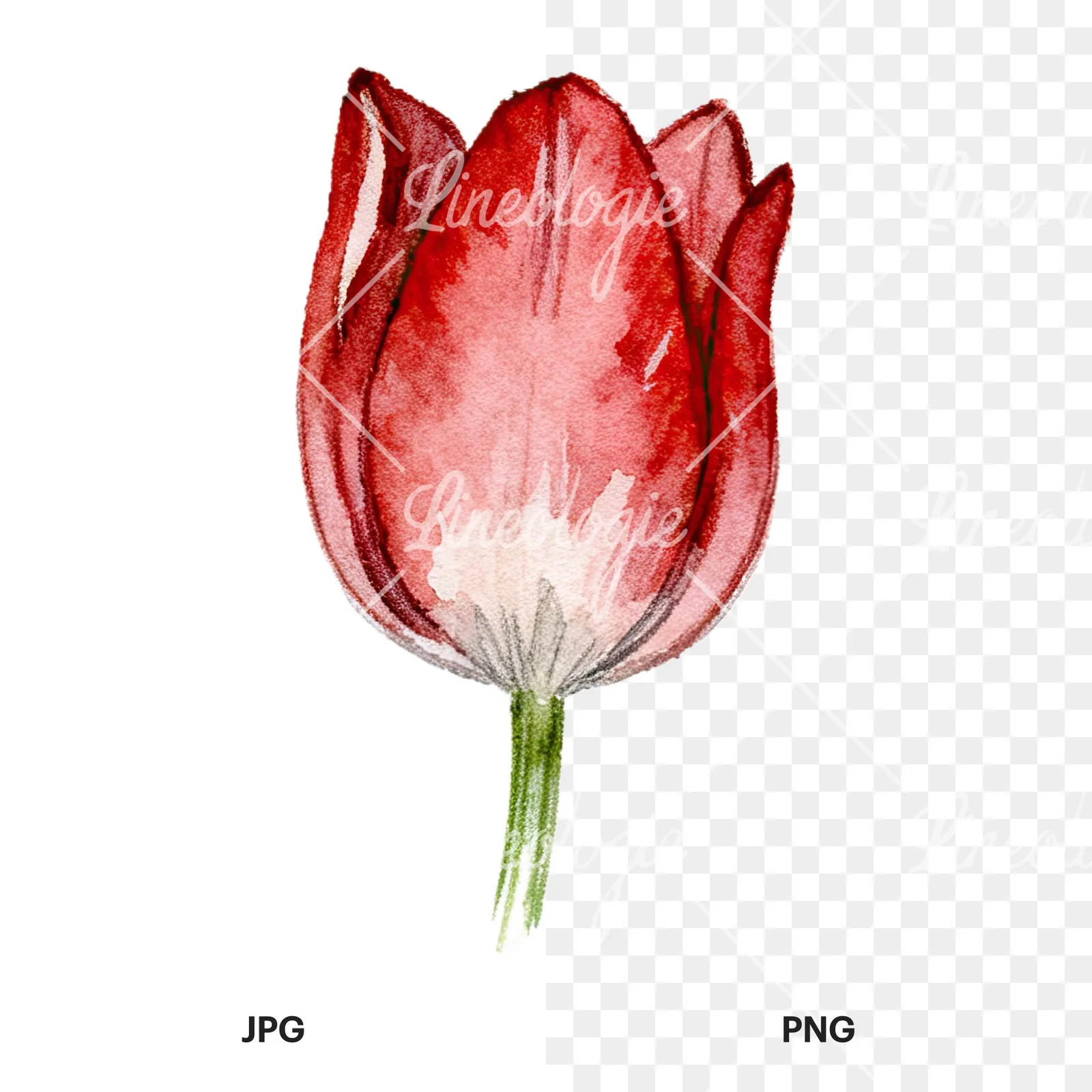 Watercolor multicolor single tulip clipart 16 of 16, as a JPG on white and a transparent PNG