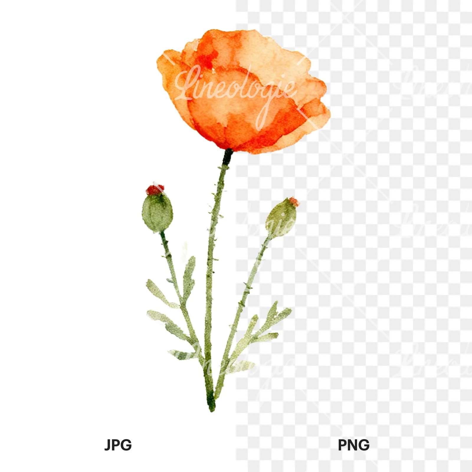 Watercolor summer meadow flower with clover clipart 1 of 16, as a JPG on white and a transparent PNG