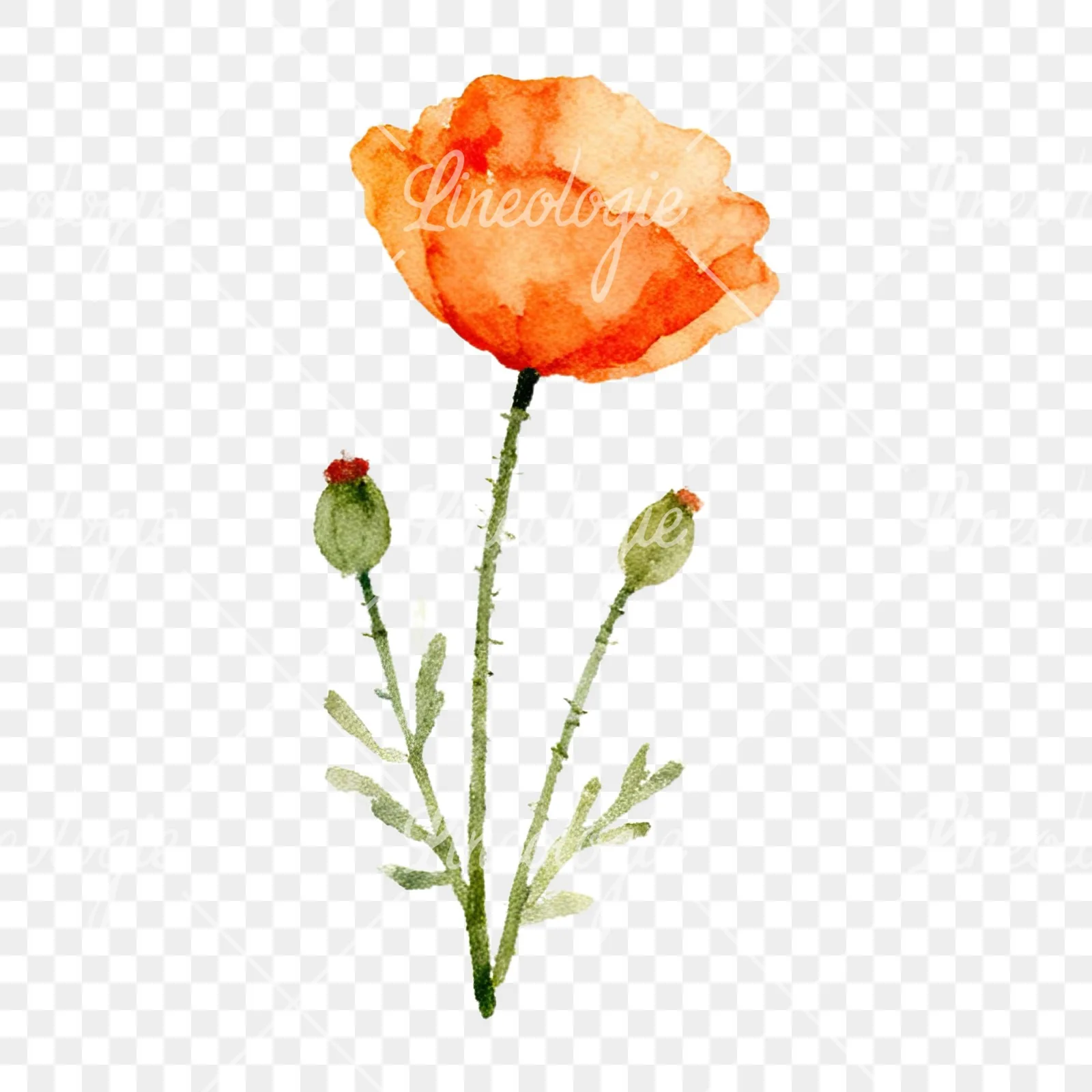 Watercolor summer meadow flower with clover clipart 1 of 16 on a transparent background (PNG)