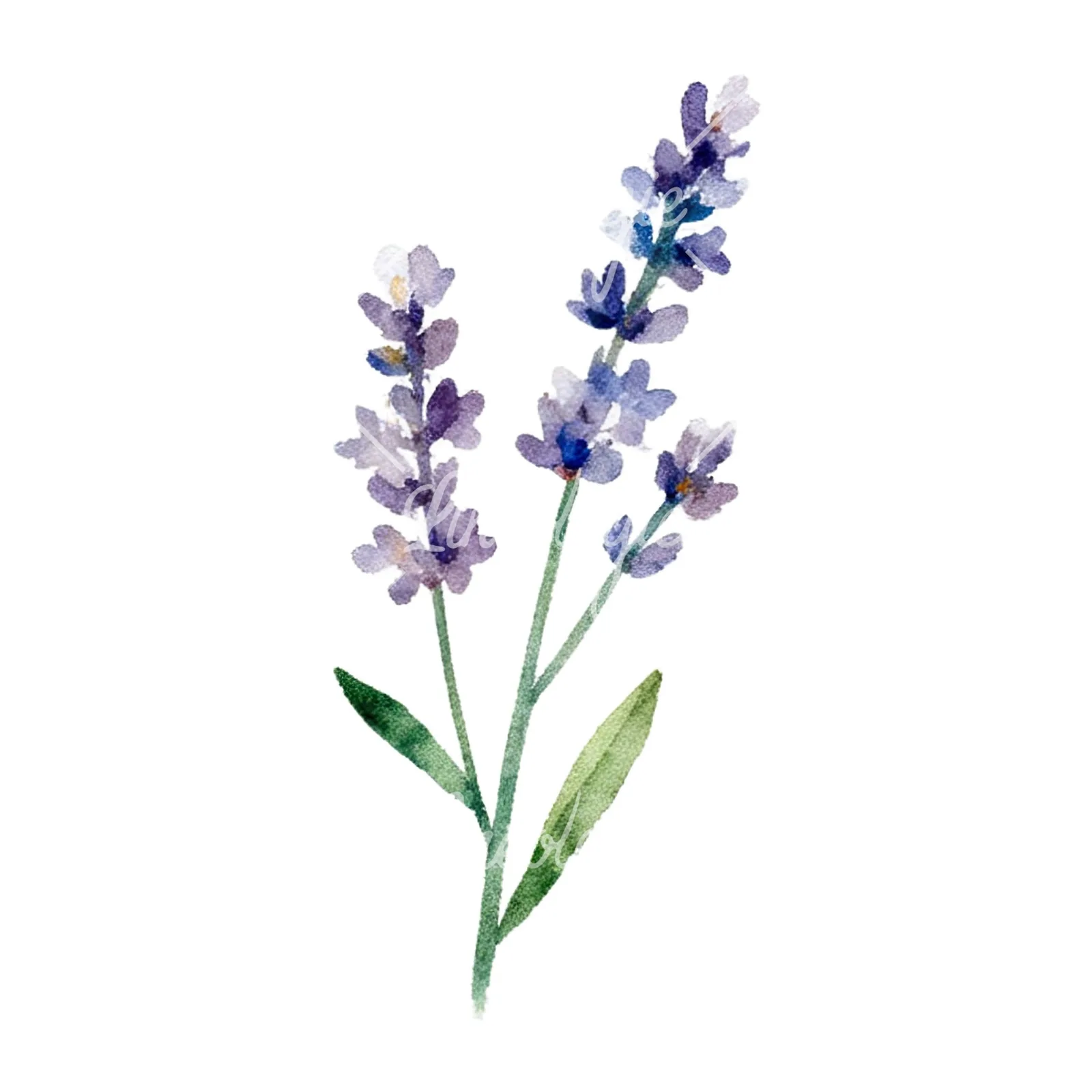 Watercolor summer meadow flower with clover clipart 2 of 16 on a white background (JPG)
