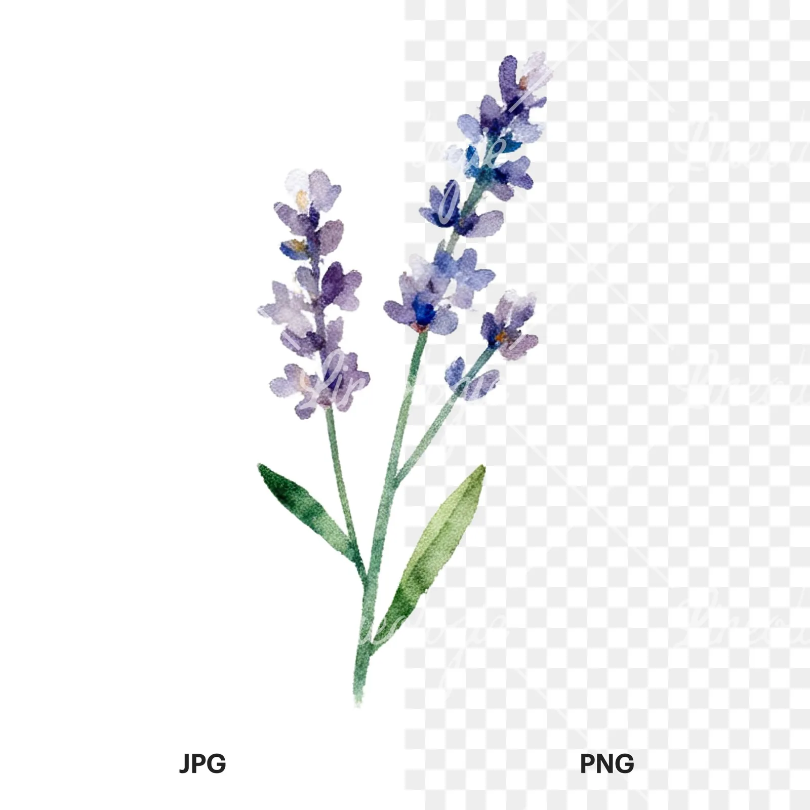 Watercolor summer meadow flower with clover clipart 2 of 16, as a JPG on white and a transparent PNG