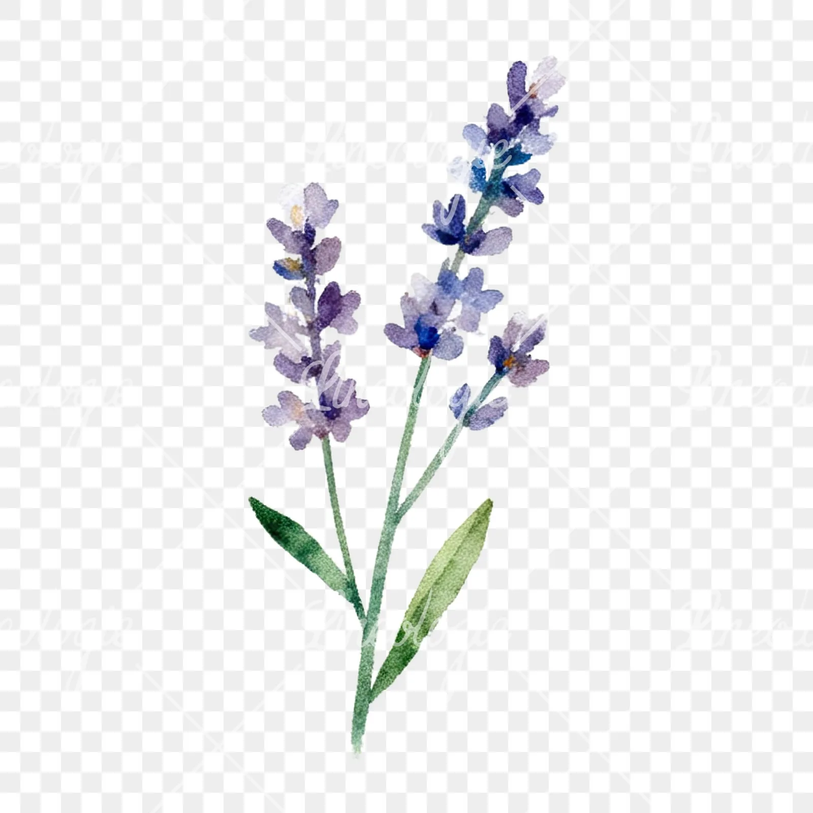Watercolor summer meadow flower with clover clipart 2 of 16 on a transparent background (PNG)