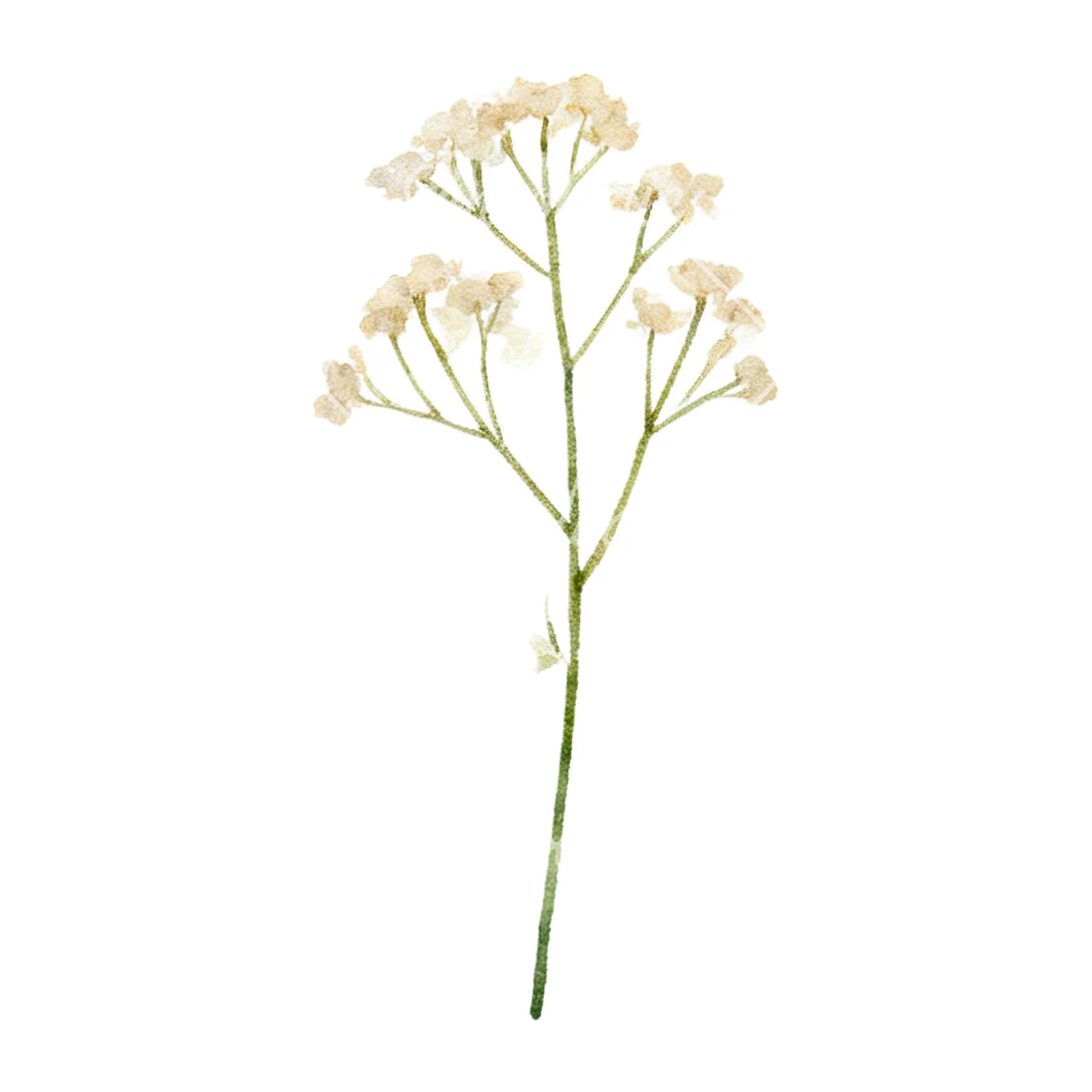 Watercolor summer meadow flower with clover clipart 4 of 16 on a white background (JPG)