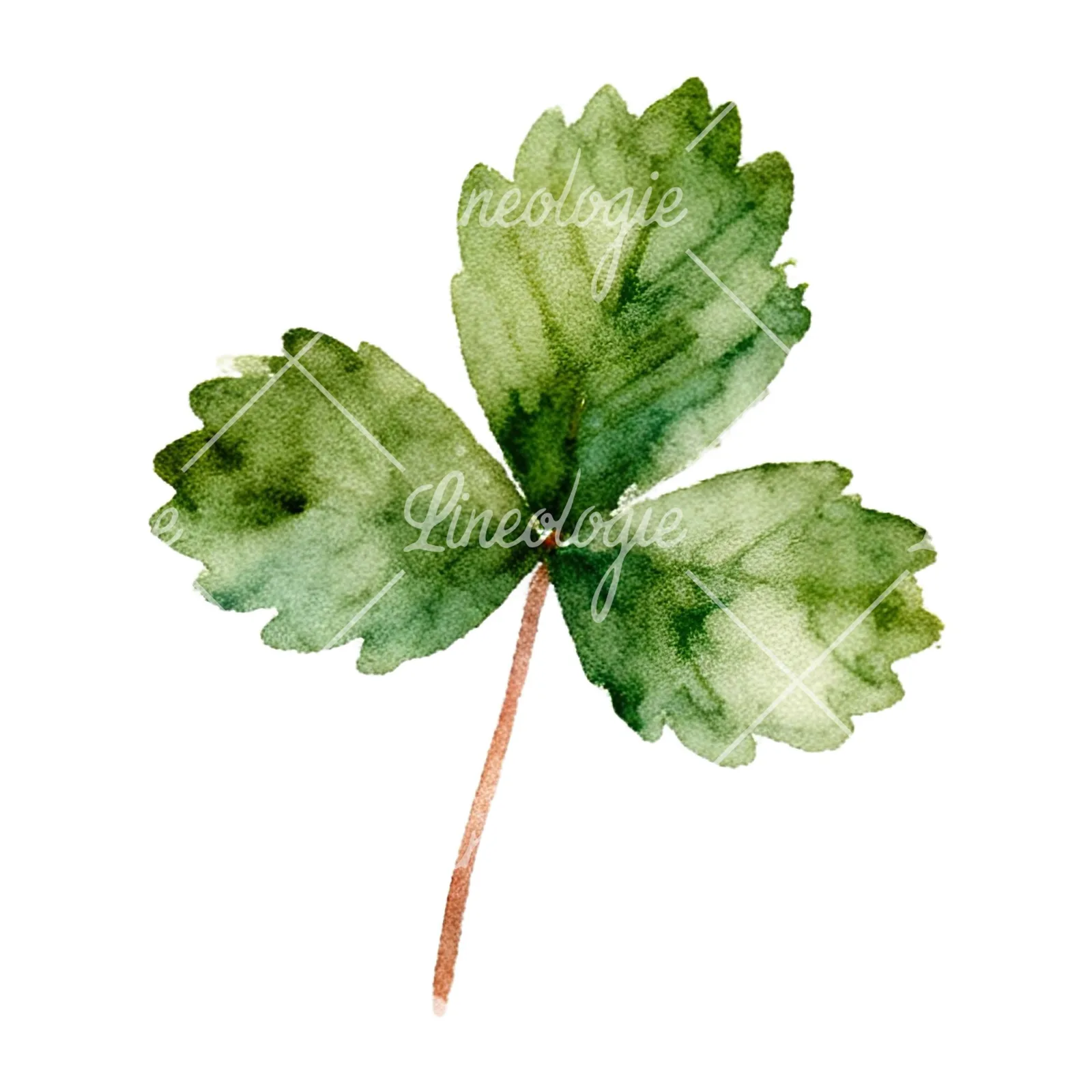Watercolor summer meadow flower with clover clipart 5 of 16 on a white background (JPG)
