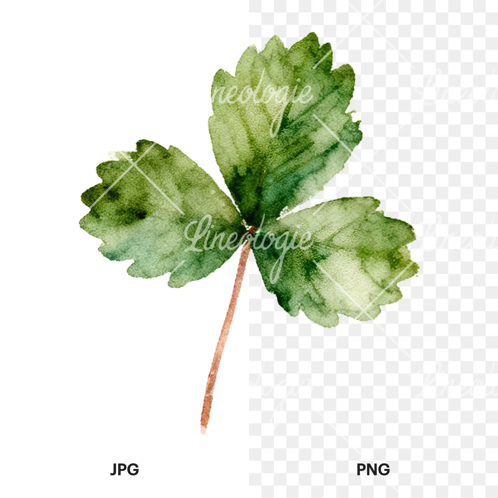 Watercolor summer meadow flower with clover clipart 5 of 16, as a JPG on white and a transparent PNG