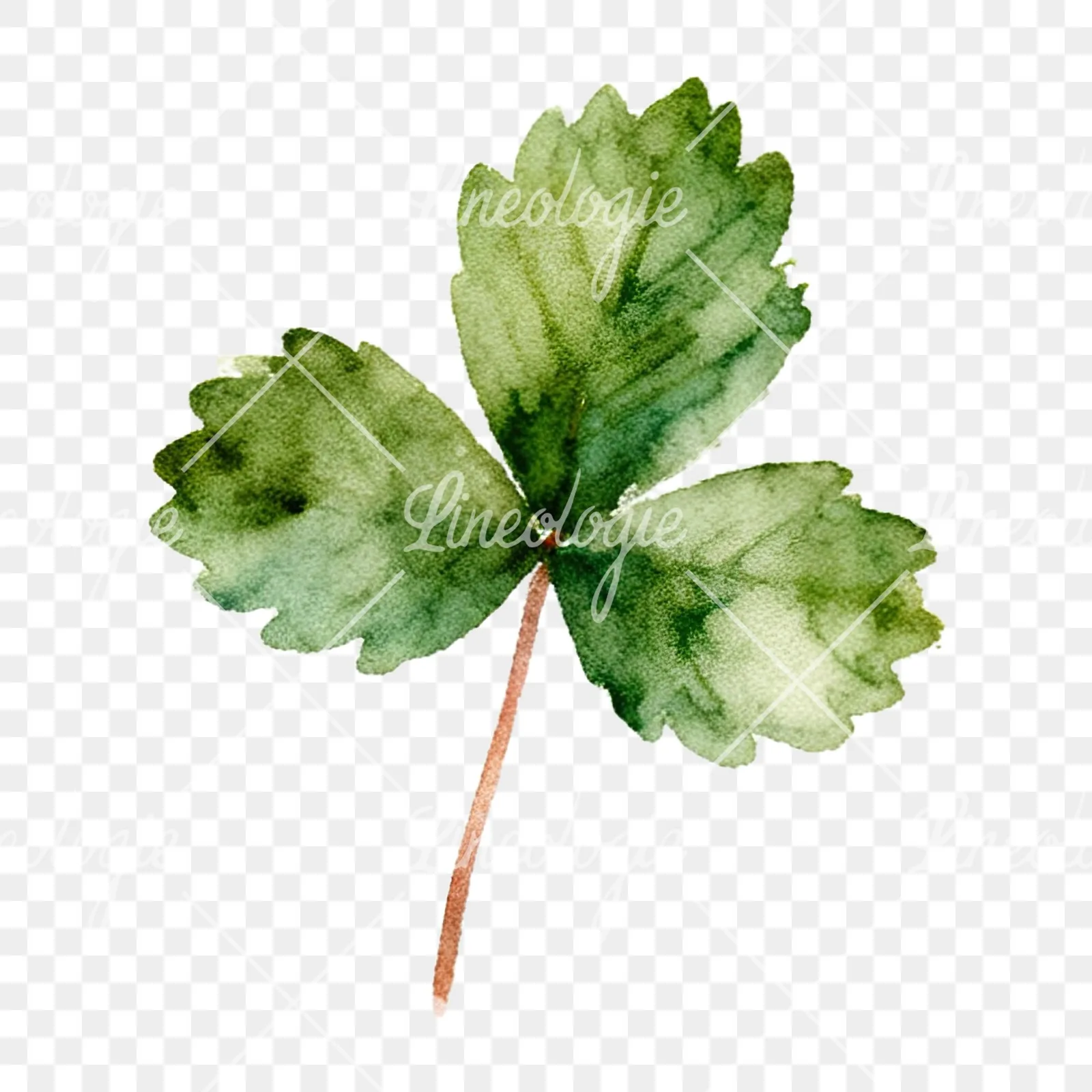 Watercolor summer meadow flower with clover clipart 5 of 16 on a transparent background (PNG)