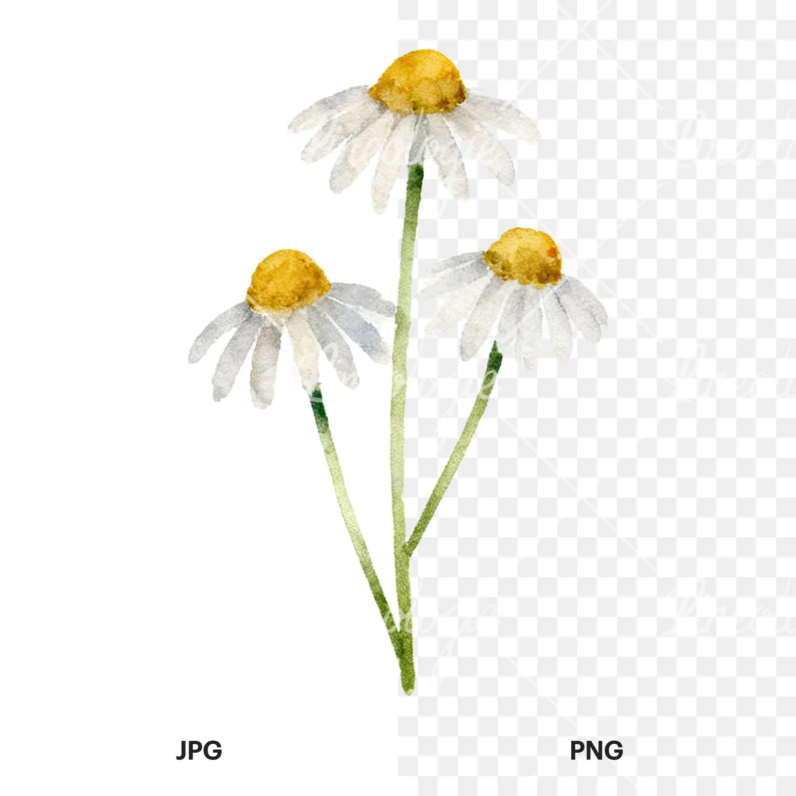 Watercolor summer meadow flower with clover clipart 7 of 16, as a JPG on white and a transparent PNG