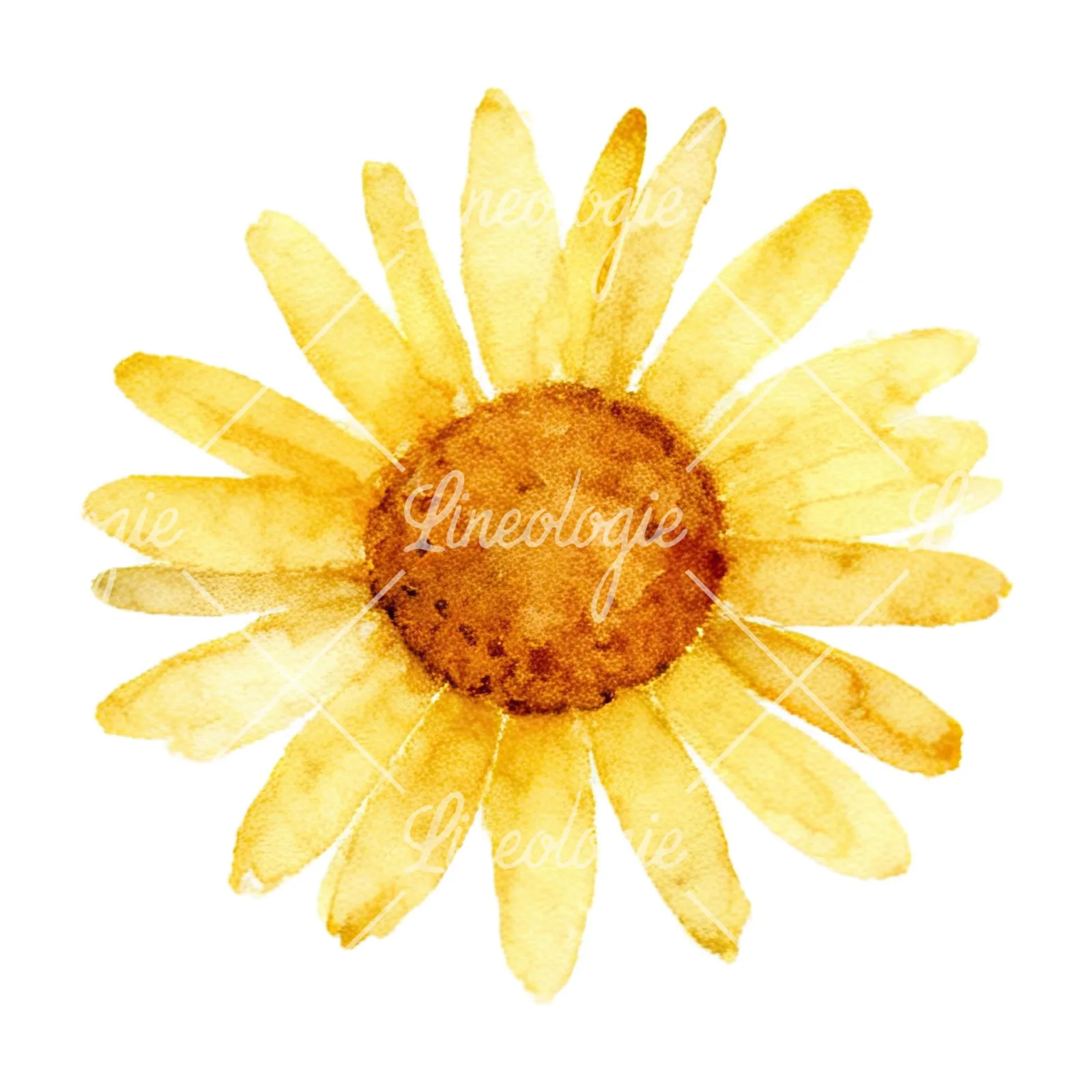 Watercolor summer meadow flower with clover clipart 8 of 16 on a white background (JPG)