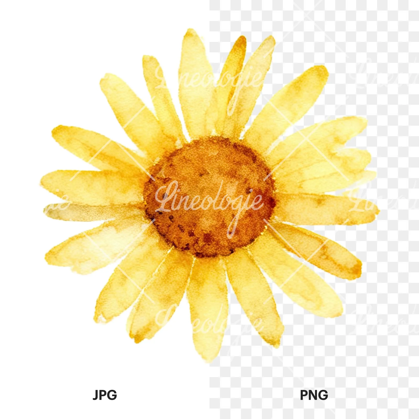 Watercolor summer meadow flower with clover clipart 8 of 16, as a JPG on white and a transparent PNG