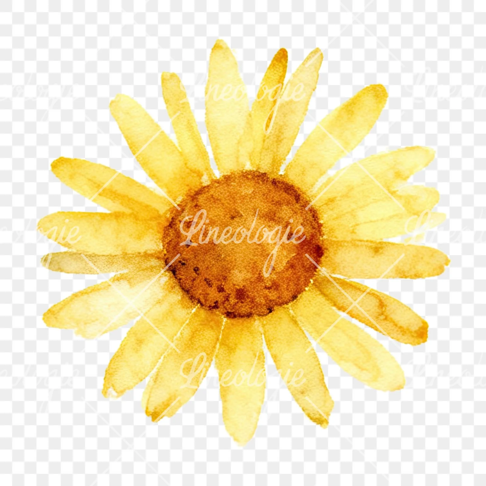 Watercolor summer meadow flower with clover clipart 8 of 16 on a transparent background (PNG)