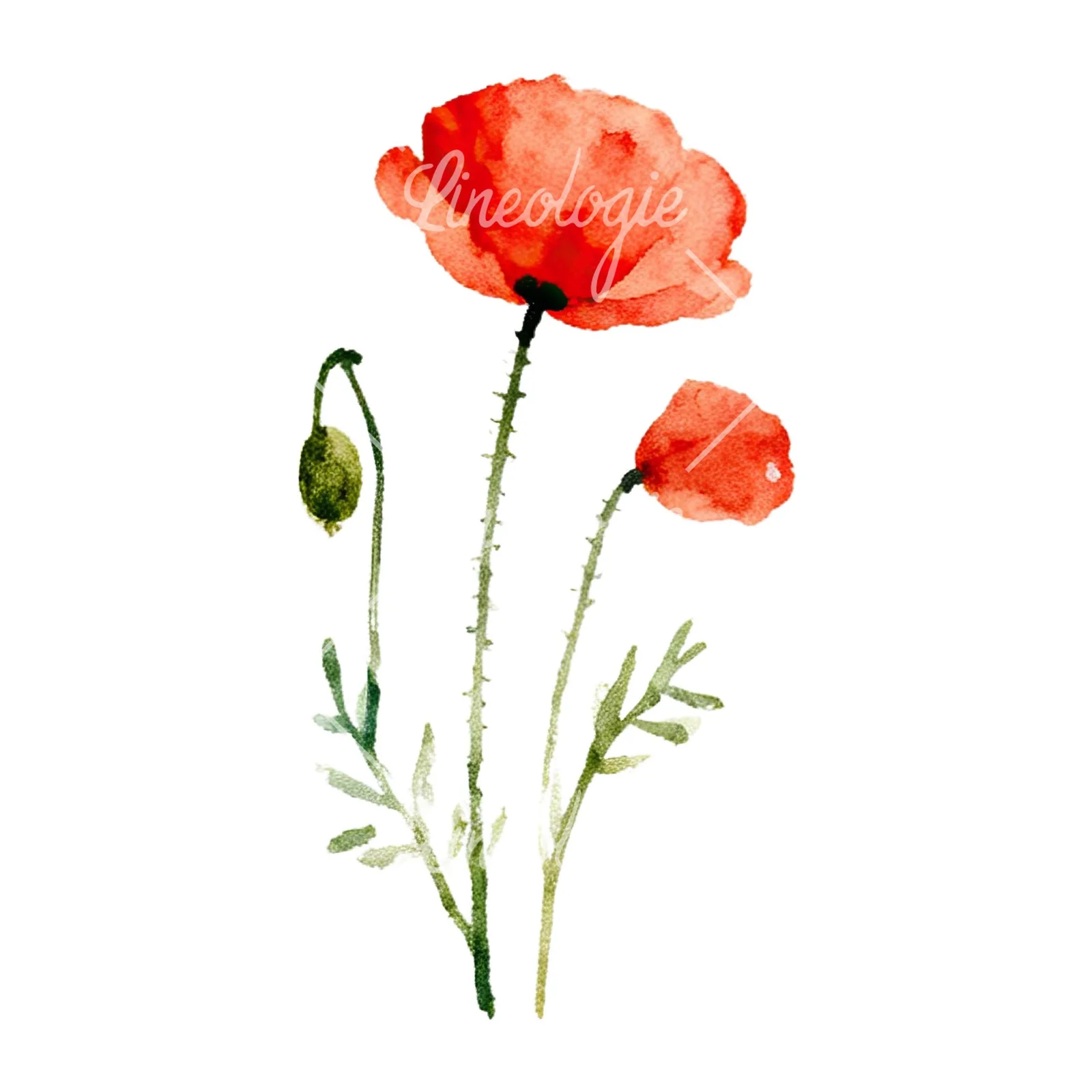 Watercolor summer meadow flower with clover clipart 9 of 16 on a white background (JPG)